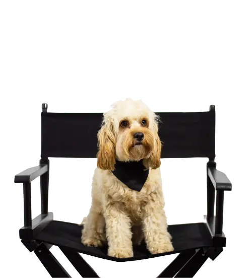 Goose (a dog) sitting on a director's chair.