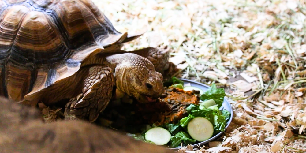 Ted the tortoise eating lettuce and cucumbers.