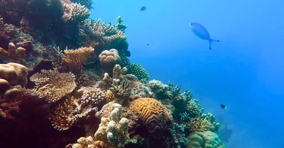 Underwater scene with coral and fish swimming in the open water.